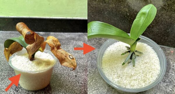 Como estimular o crescimento das raízes: o método apenas com ingredientes naturais