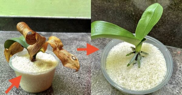 Como estimular o crescimento das raízes: o método apenas com ingredientes naturais