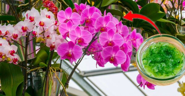 Como estimular o crescimento de orquídeas: o método natural
