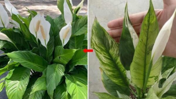 Como estimular o crescimento do spathiphyllum: como garantir que ele cresça saudável e cheio de flores?