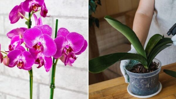 Como faço para manter minhas orquídeas sempre lindas?