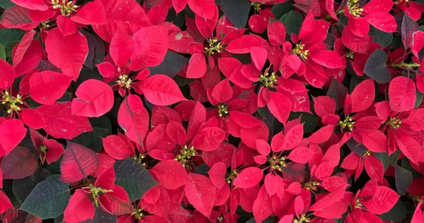 Como fazer a véspera de Natal florescer se for do ano passado ou crescer se for nova