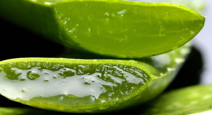 Raiz com aloe vera Raiz com aloe vera