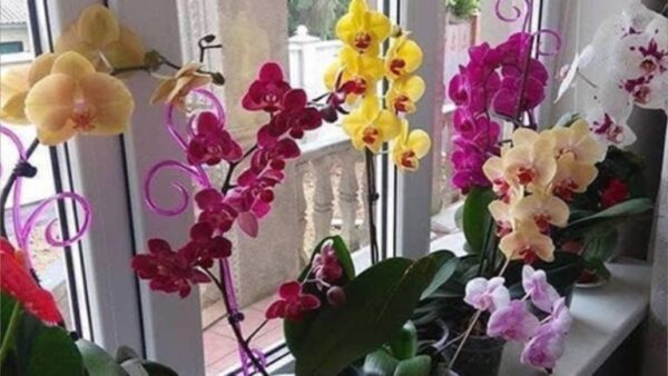 Como fazer as orquídeas florescerem rapidamente: para flores duradouras