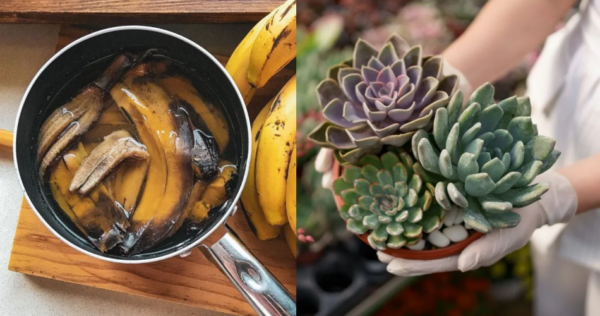 Como fazer chá de casca de banana para plantas: o melhor fertilizante caseiro