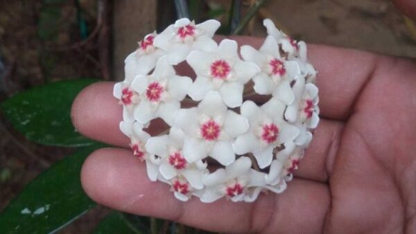 Como fazer crescer a flor de cera e todos os segredos para fazê-la prosperar