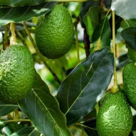 Como fazer crescer um abacateiro em um buraco