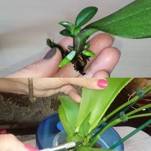 Como fazer crescer uma orquídea a partir de uma folha
