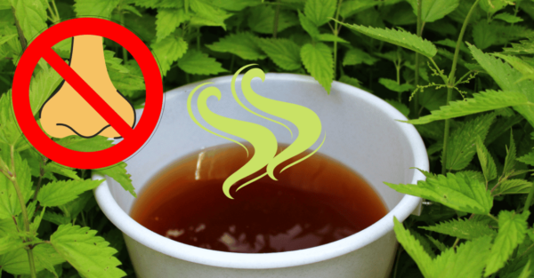 Como fazer estrume de urtiga inodoro: 4 dicas importantes