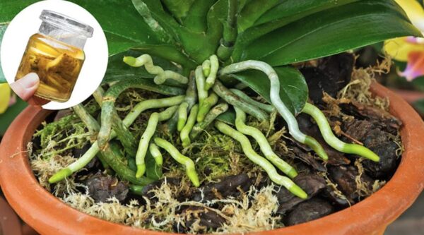 Como fazer fertilizante líquido com cinzas