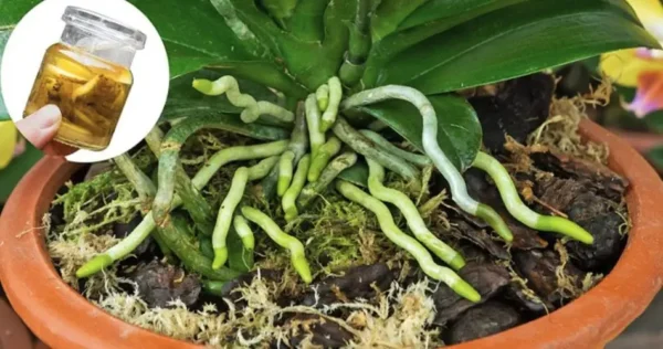 Como fazer fertilizante líquido de cinzas