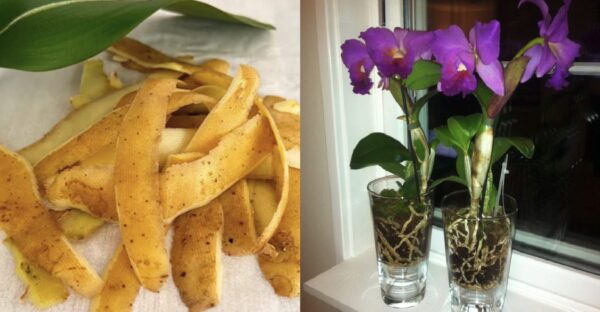 Como fazer fertilizante para orquídeas em casa