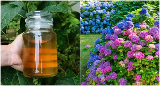 Como fazer fertilizante para plantas com flores