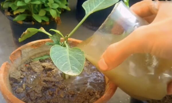 Como fazer fertilizante para plantas: o método apenas com ingredientes naturais