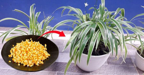 Como fazer fertilizantes naturais: os ingredientes que fazem bem às suas plantas