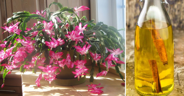 Como fazer água enriquecida para estimular e aumentar a floração das plantas