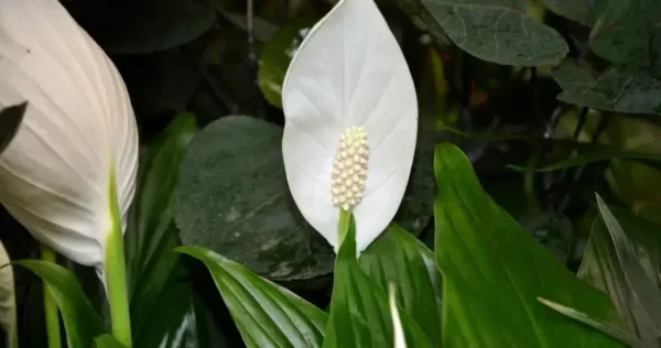 Como fazer o Spathiphyllum florescer novamente: 5 técnicas para tentar