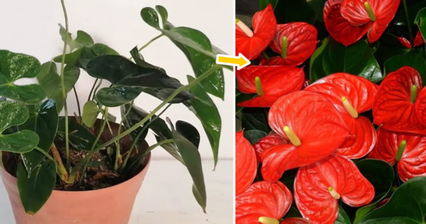 Como fazer o antúrio florescer o ano todo