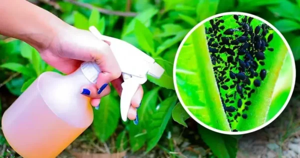 Como fazer o inseticida de alho caseiro mais poderoso para matar pulgões destruidores de plantas