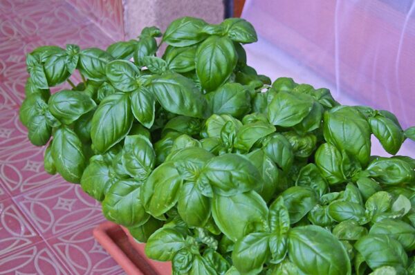 Como fazer o manjericão durar mais