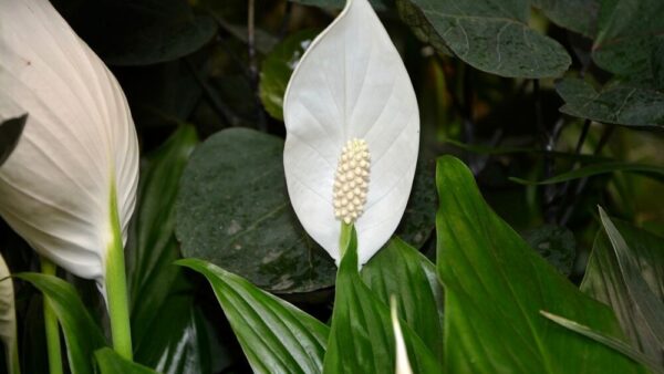 Como fazer o spathiphyllum florescer novamente: 5 técnicas para tentar