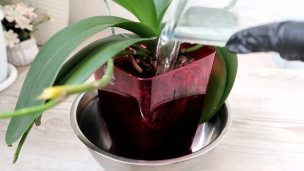 Como fazer orquídeas florescerem com suco de aloe vera