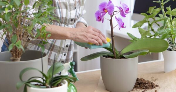 Como fazer orquídeas florescerem com um ingrediente natural