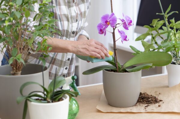 Como fazer orquídeas florescerem com um ingrediente natural