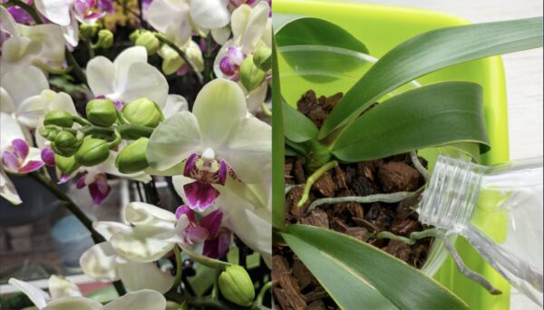 Como fazer orquídeas florescerem em climas frios