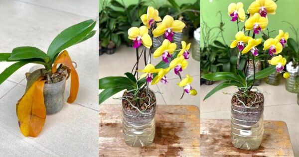 Como fazer orquídeas florescerem no inverno