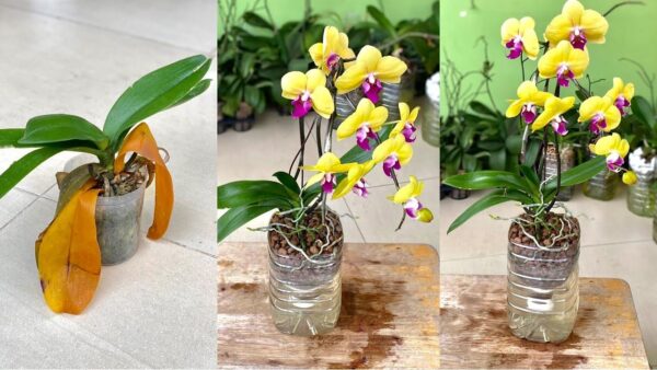 Como fazer orquídeas florescerem no inverno