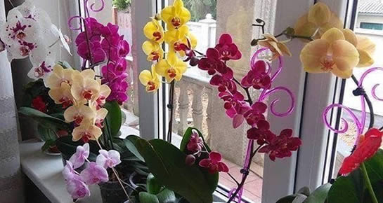 Como fazer orquídeas florescerem rápida e abundantemente e terem flores permanentes
