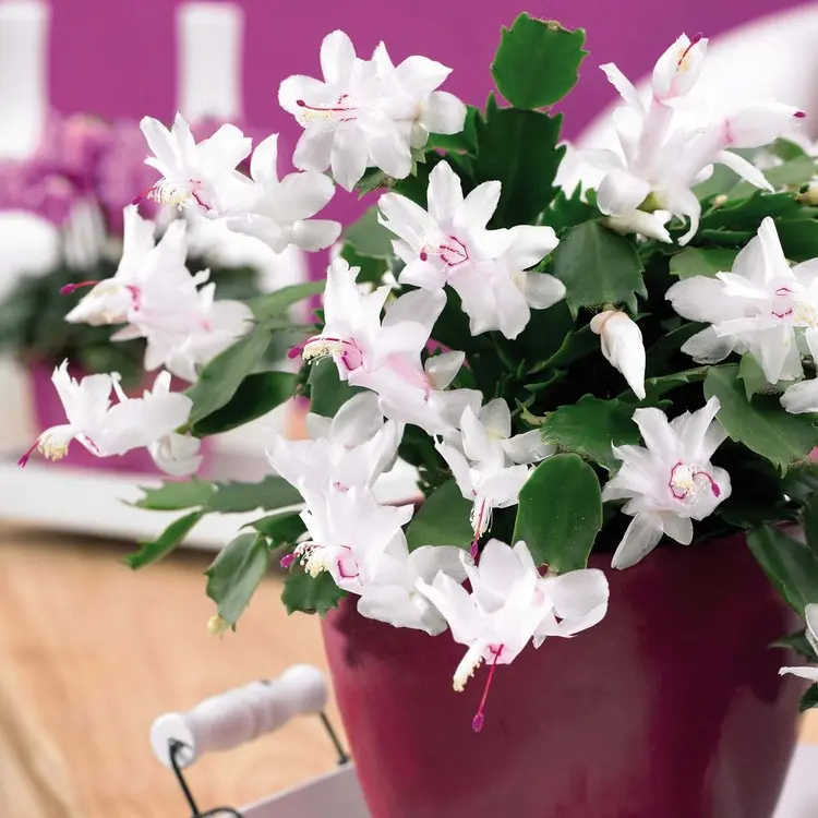 Meu cacto de Natal floresce apenas para fazer sugestões Schlumbergera com flores brancas simbolizando o período festivo