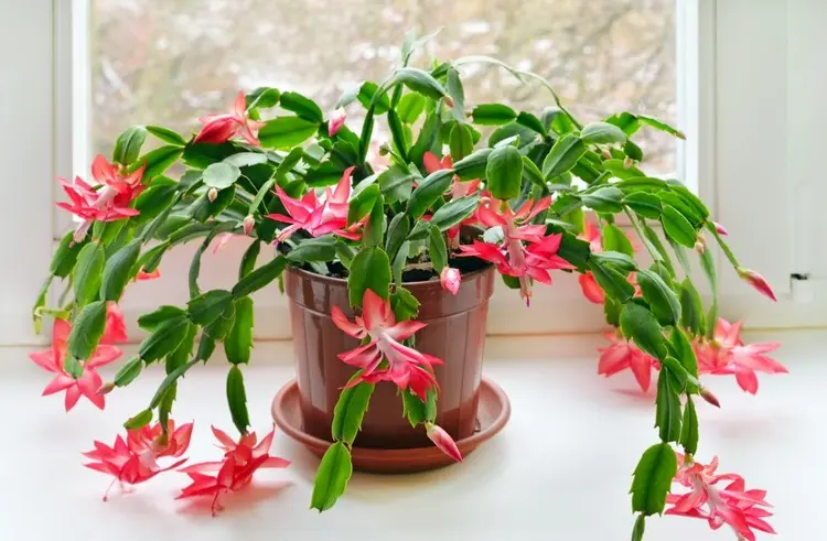 Schlumbergera Dicas e truques para a planta de Natal fazê-la florescer novamente Decoração natural de Natal