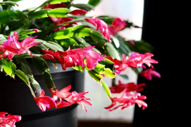 Cacto de natal como fazer florescer novamente dicas dicas Schlumbergera com flores vermelhas