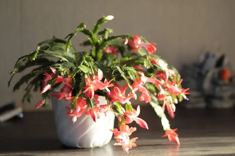 Cacto de Natal Schlumbergera Por que comprar uma decoração natural para casa Purificar o ar Lutar contra a depressão sazonal