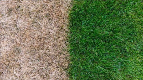 Como fazer seu gramado queimado brilhar novamente