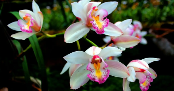 Como fazer suas orquídeas produzirem flores abundantes e fortes: o truque secreto dos floristas