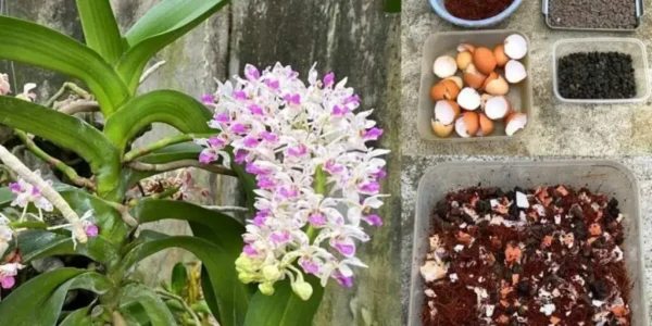 Como fazer substrato para orquídeas? – receita para solo de orquídea