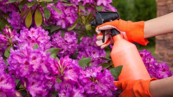 Como fazer um antiparasitário natural: experimente o truque do bicarbonato de sódio