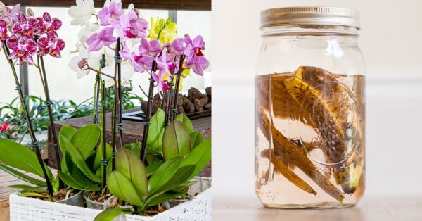 Como fazer um fertilizante natural: o método da casca de banana