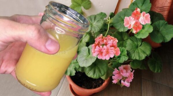 Como fazer um fertilizante natural: o método do abacaxi