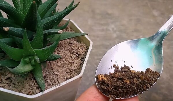 Como fazer um fertilizante natural perfeito para suculentas e cactos