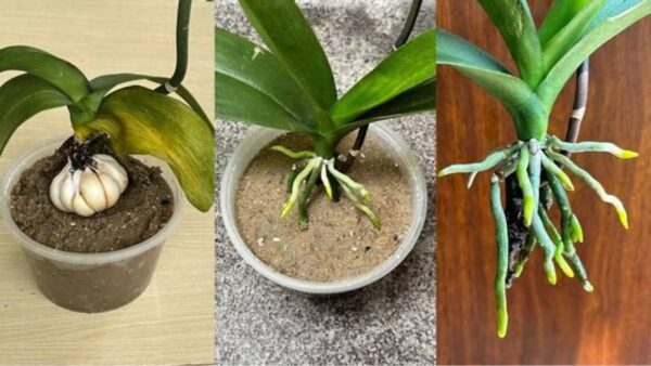 Como fazer um pesticida natural para orquídeas