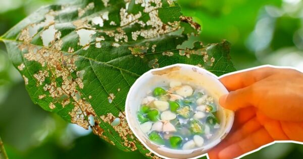 Como fazer um pesticida totalmente orgânico: 2 ingredientes que você não espera