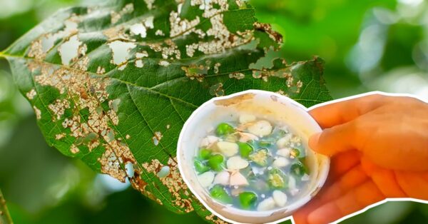 Como fazer um pesticida totalmente orgânico: 2 ingredientes que você não espera