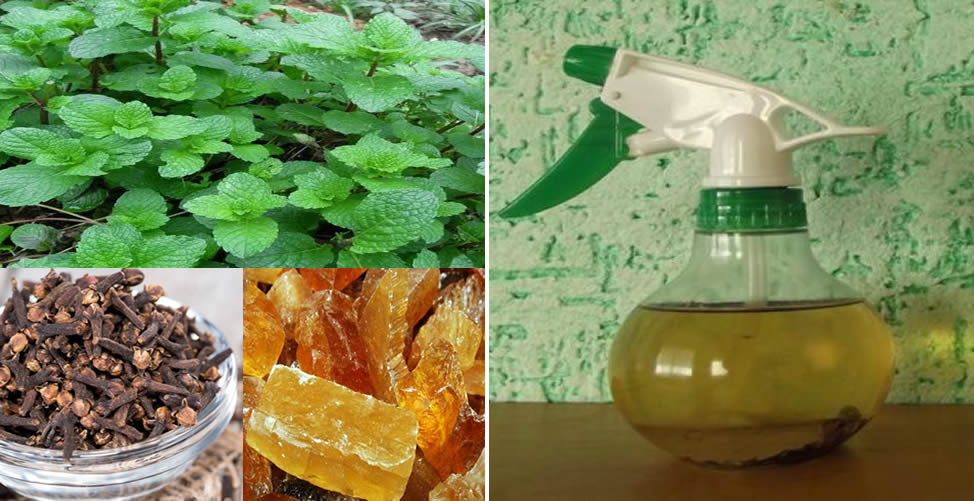 Como fazer um repelente natural