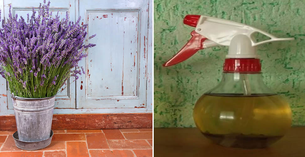 Como fazer um repelente natural