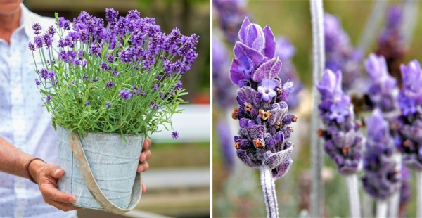 Como fazer uma planta de lavanda florescer