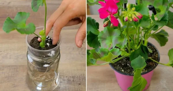 Como fertilizar e propagar gerânio: dicas para cultivá-lo em abundância